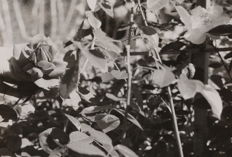 Lillede värvikirev ilu