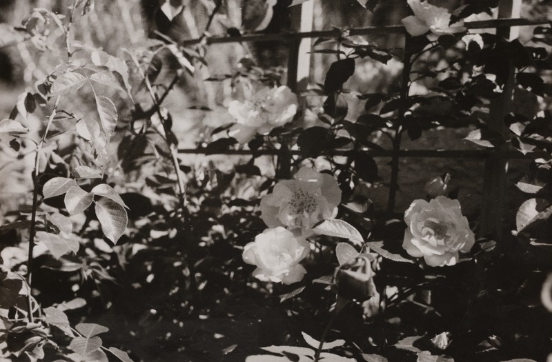 Lillede värvikirev ilu