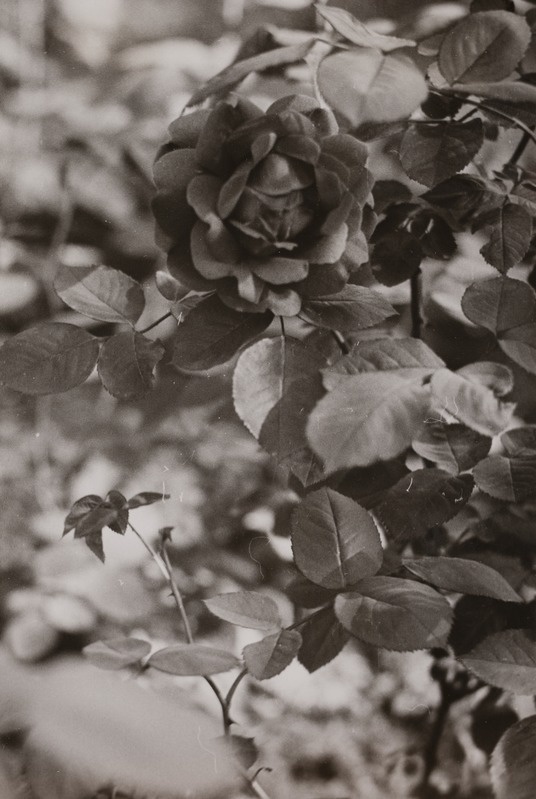 Lillede värvikirev ilu