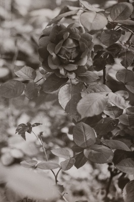 Lillede värvikirev ilu  duplicate photo