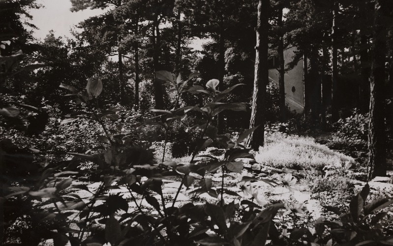 Vaade elamule suvises roheluses