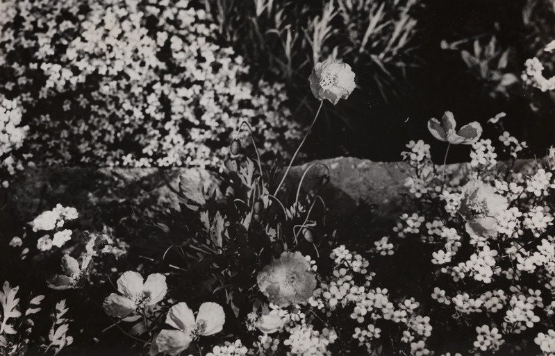 Kiviktaimla liikide mitmekesisuses