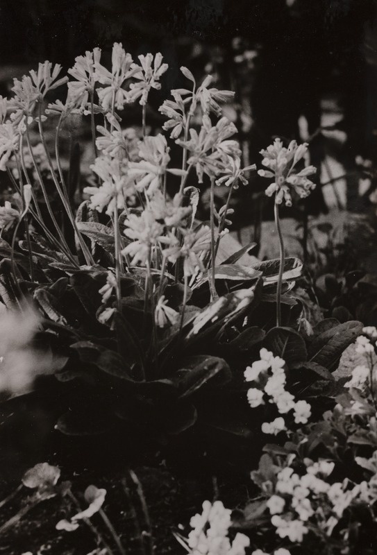 Kiviktaimla liikide mitmekesisuses