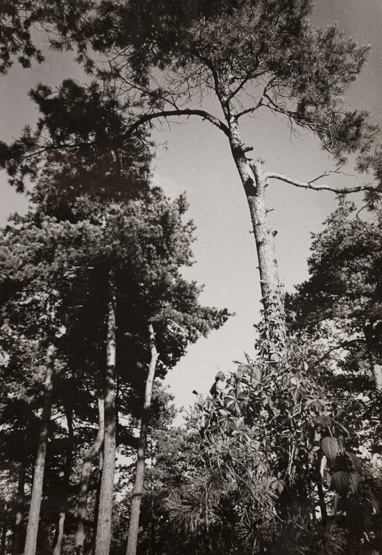 Aias taevasse sirutavad männid