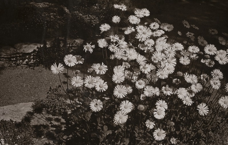 Vaade kiviktaimla liigirikkusele