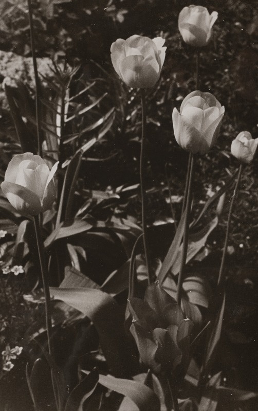 Vaade kiviktaimla liigirikkusele