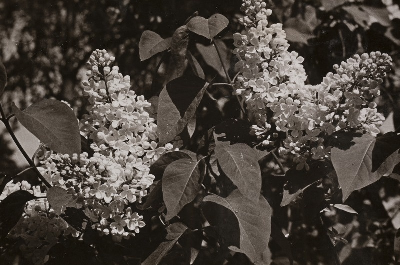 Vaade kiviktaimla liigirikkusele