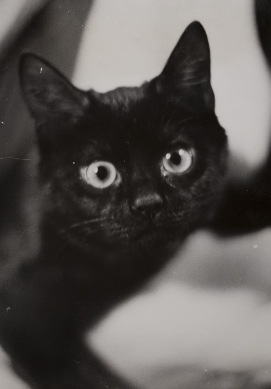 Must uudistav kass