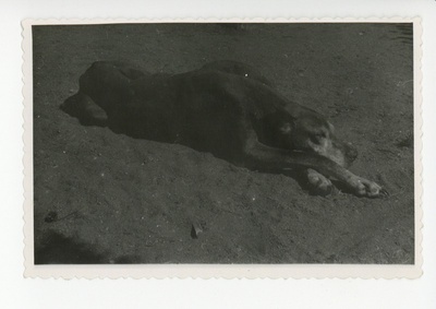 Koer Darling Nõmmel, juuni 1951  duplicate photo