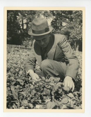 Friedebert Tuglas Ahjal õpetaja Püttsepa maasikamaal, 07.1938  duplicate photo
