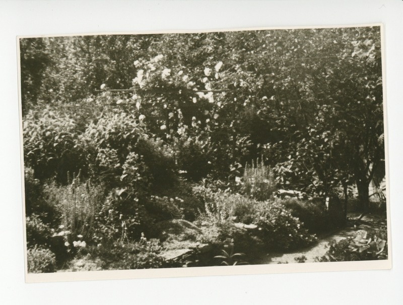Vaade aia lillerikkusele,1964