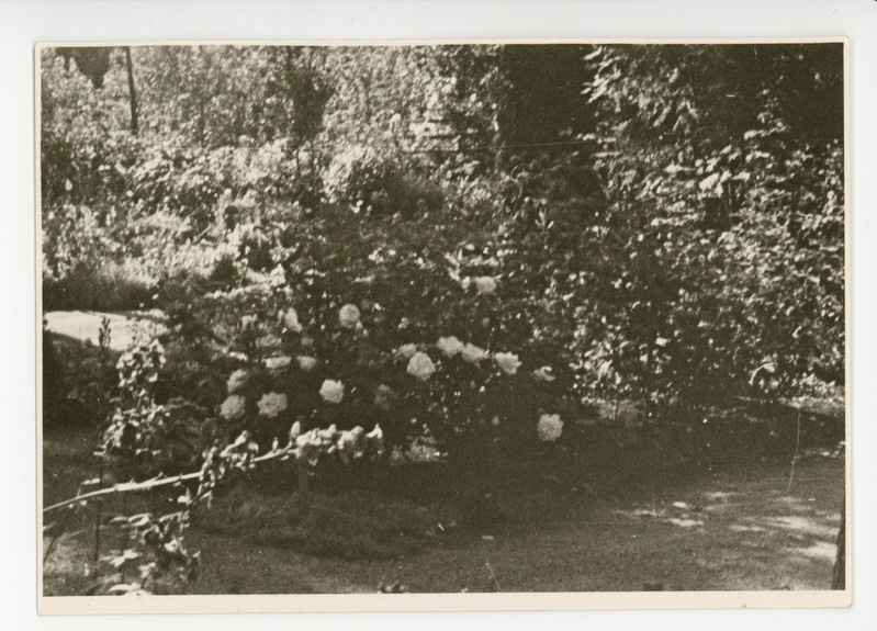 Vaade aia lillerikkusele,1964