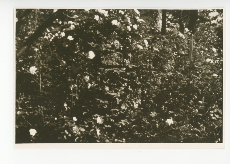 Vaade aia lillerikkusele