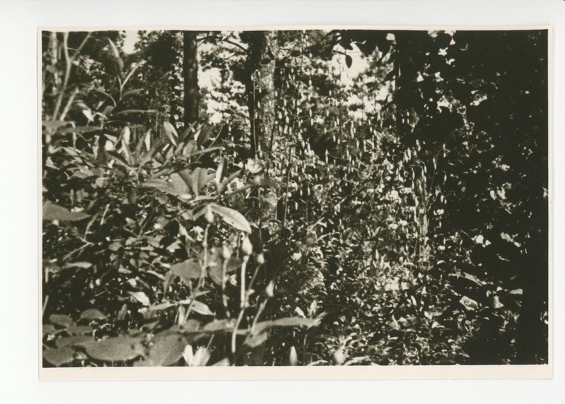 Vaade aia lillerikkusele