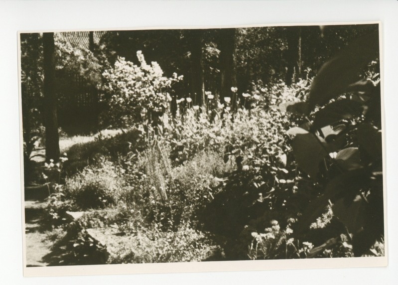 Vaade aia lillerikkusele