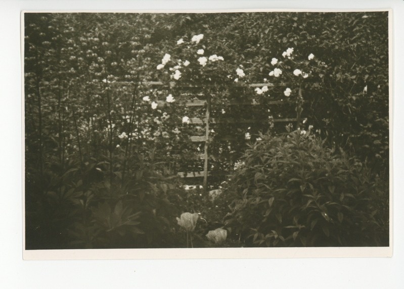 Vaade aia lillerikkusele