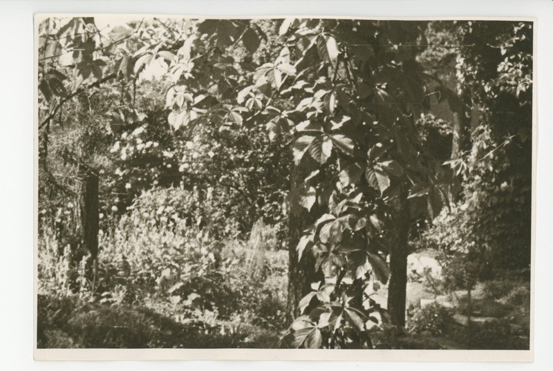 Vaade aia lillerikkusele