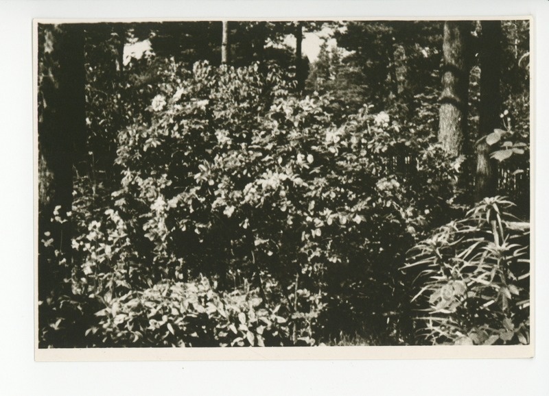 Vaade aia lillerikkusele