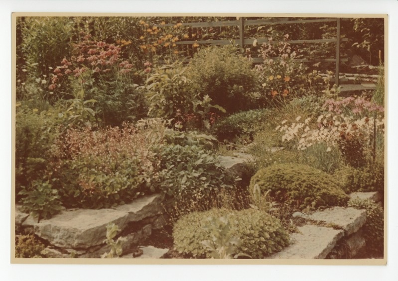 Värvusfoto aia õitekirevusest, 1960?