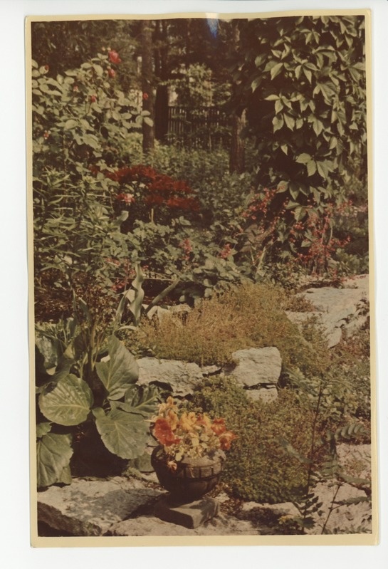 Värvusfoto aia õitekirevusest, 1960?