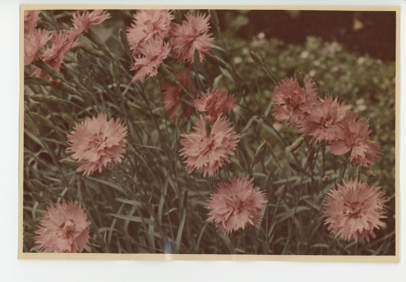 Värvusfoto aia õitekirevusest, 1960