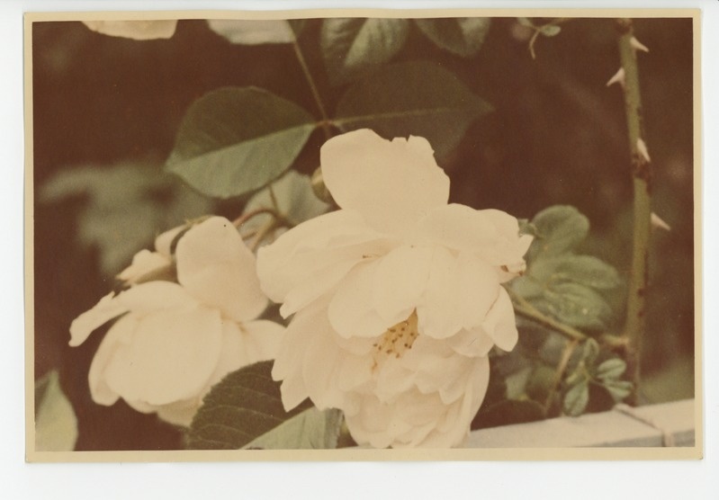 Värvusfoto aia õitekirevusest, 1960