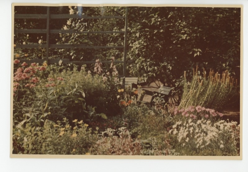 Osake kiviktaimlat (värvusfoto)