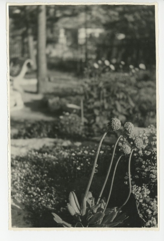 Osake õitsvast aiast, 1958