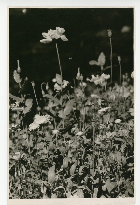 Osake õitsvast aiast, 1959