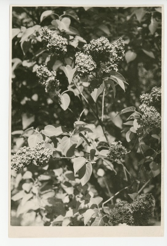 Osake õitsvast aiast, 1959