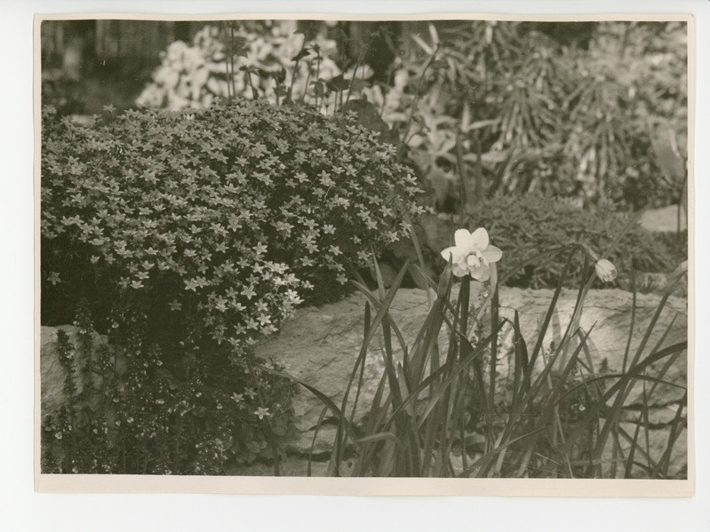 Osake õitsvast aiast, 1959