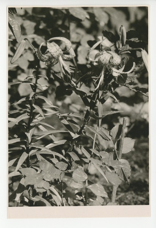 Osake õitsvast aiast, 1959