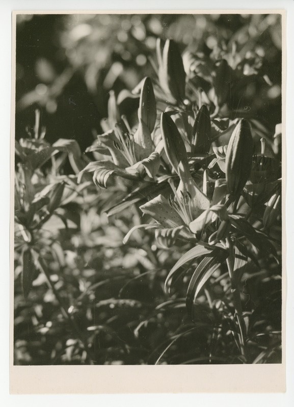 Osake õitsvast aiast, 1959