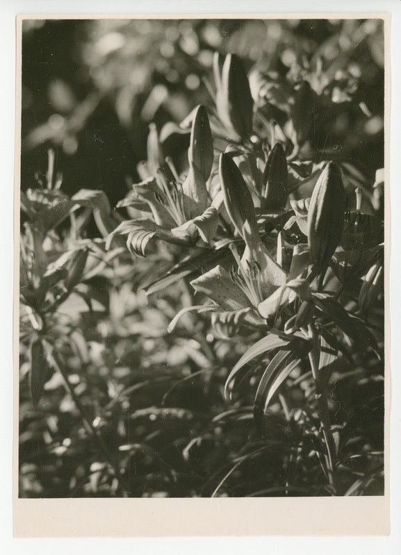 Osake õitsvast aiast, 1959