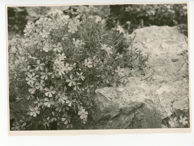 Osake õitsvast aiast, 1959