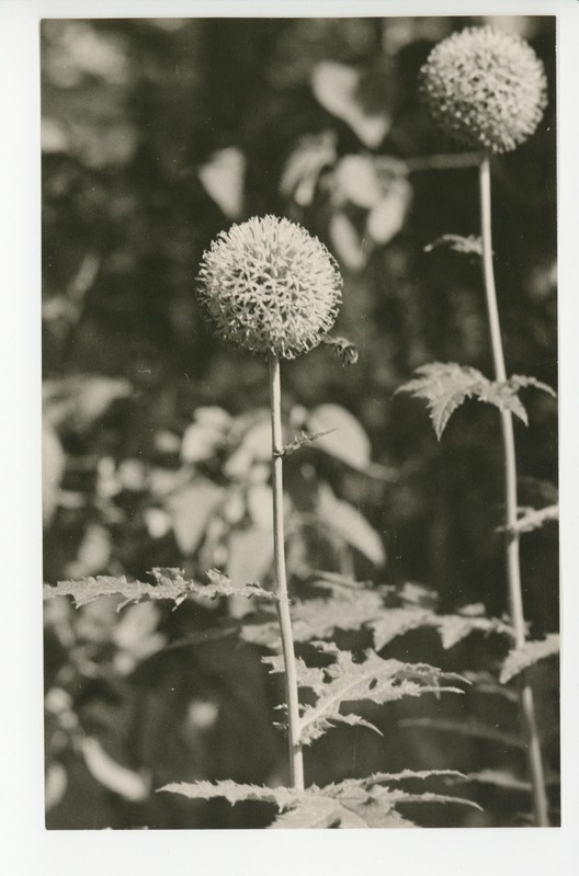 Osake õitsvast aiast, 1959