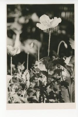 Osake õitsvast aiast, 1959  duplicate photo