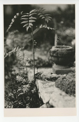 Osake õitsvast aiast, 1960  duplicate photo