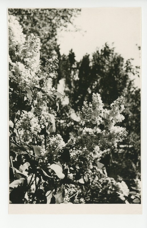 Osake õitsvast aiast, 1960
