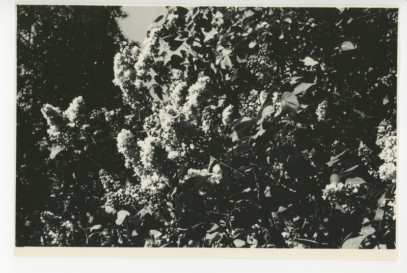 Osake õitsvast aiast, 1960