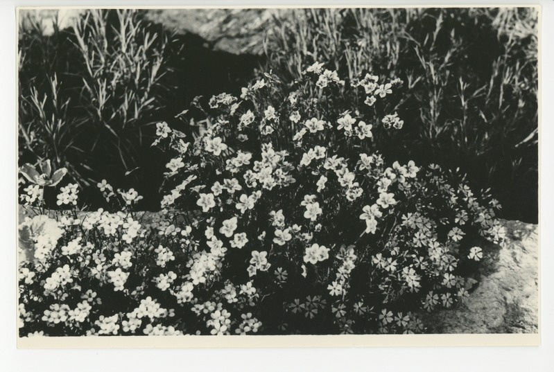 Osake õitsvast aiast, 1960