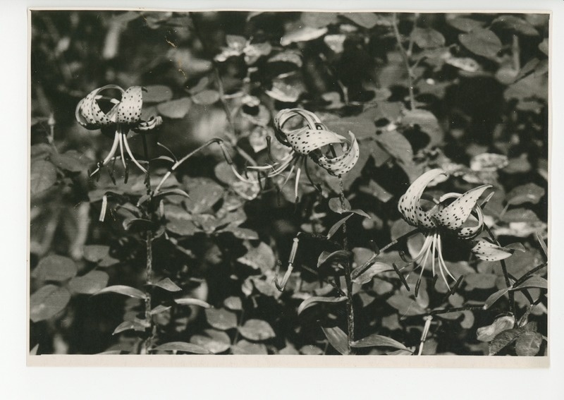 Osake õitsvast aiast, 1960