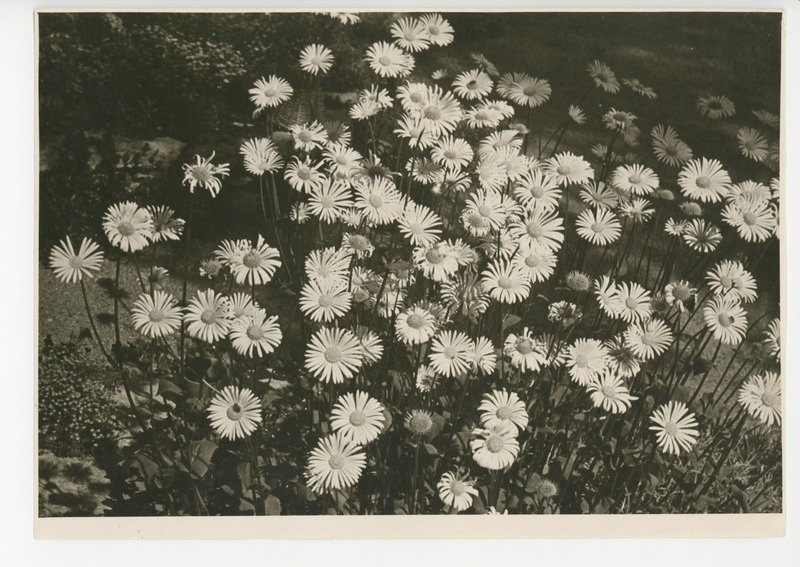 Osake õitsvast aiast, 1961