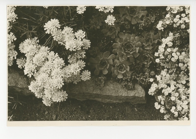 Osake õitsvast aiast, 1961