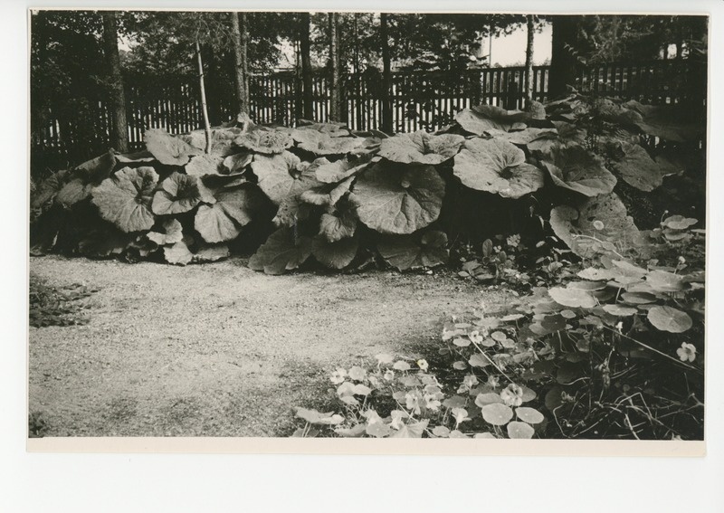 Osake õitsvast aiast