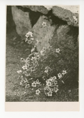 Osake õitsvast aiast  duplicate photo