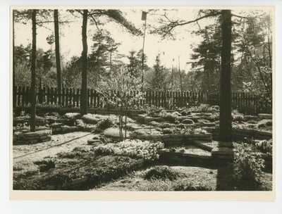 Vaade aiale kiviktaimlaga, 1959  duplicate photo