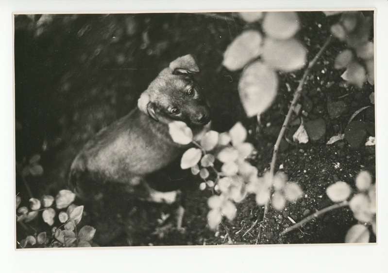 Kutsu aias, 1960