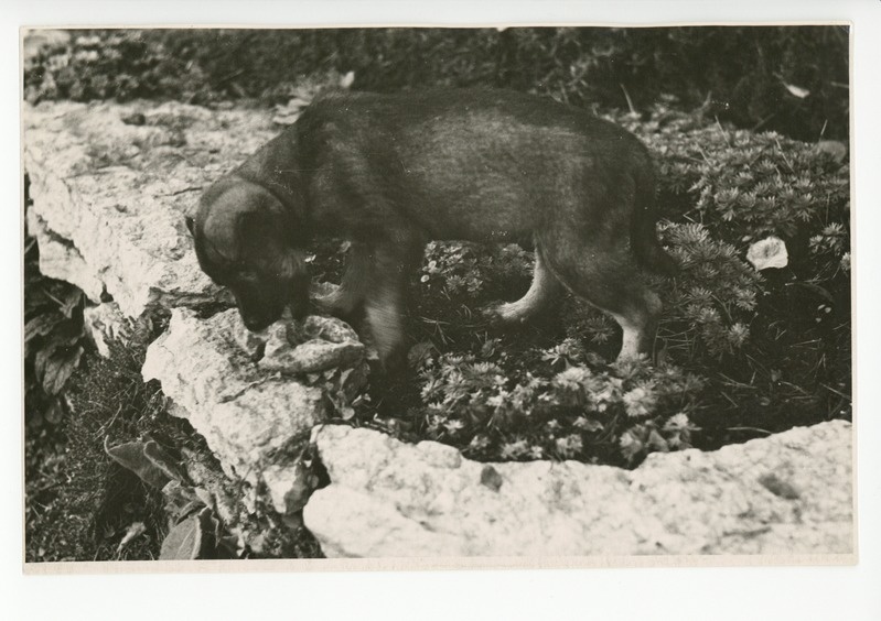Kutsu aias, 1960