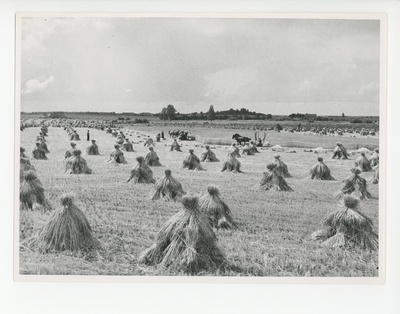 Viljalõikus Virumaa põldudel, 1938  duplicate photo
